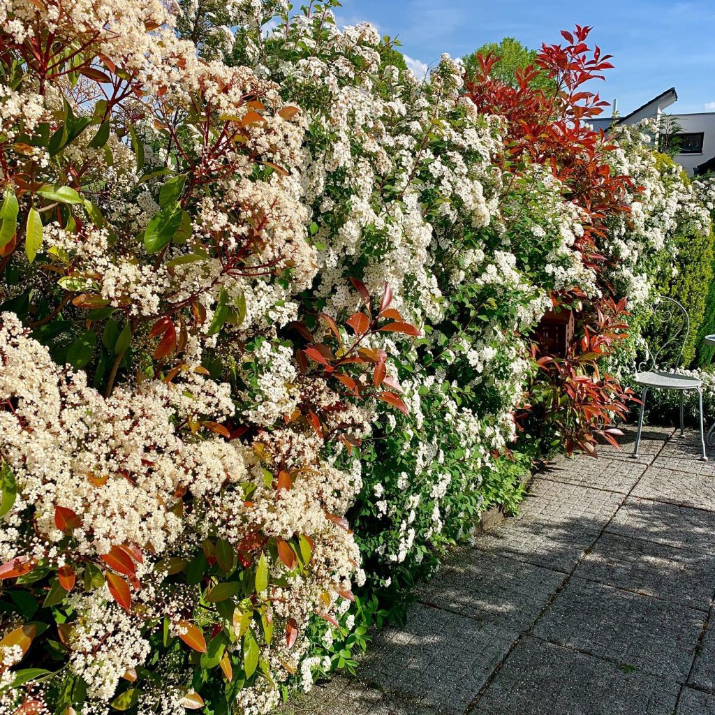 Blühende Hecke: Anbau, Pflege und Tipps -